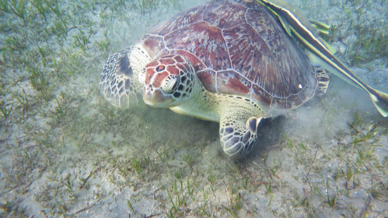 Sport & Freizeit Hotel Gorgonia Beach Resort