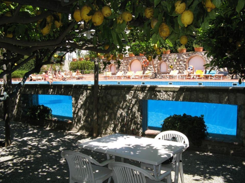 Pool mit Einblick neben Zitronenbäumen Hotel Syrene