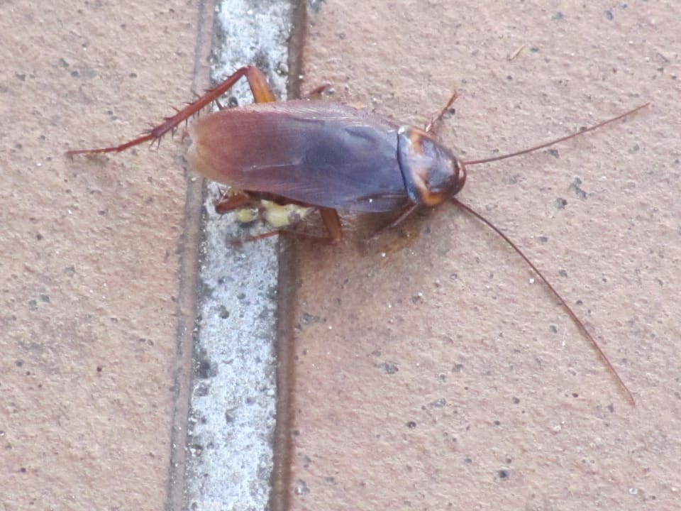 Einheimische Tiere  Gavimar Ariel Chico Club & Resort