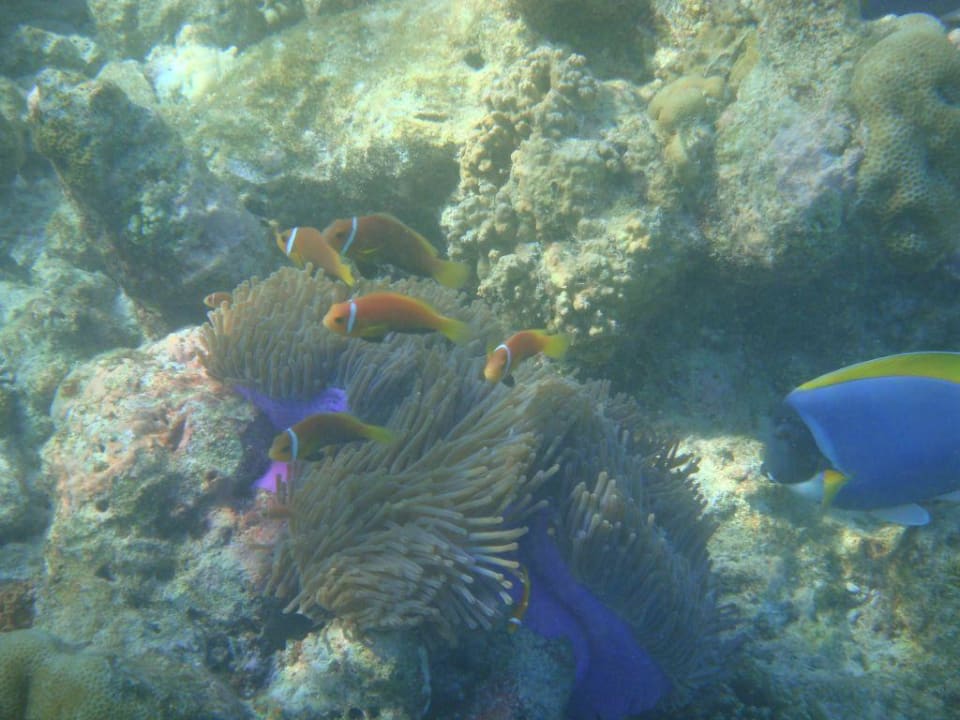Clownfische Vilamendhoo Island Resort & Spa
