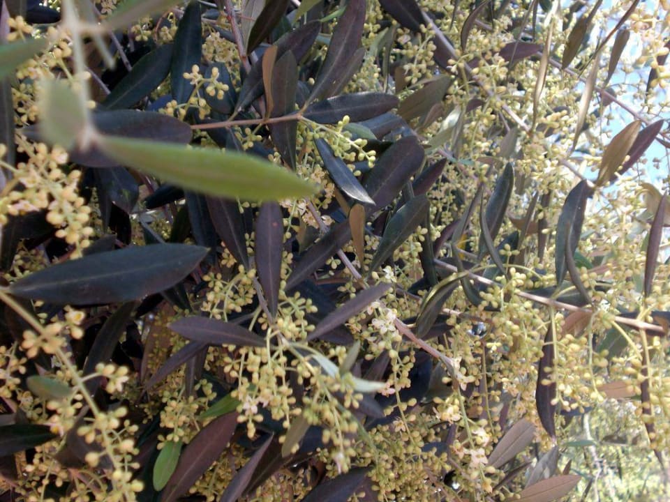 Olivenbaum-Blüte Olivi Club Tennishotel