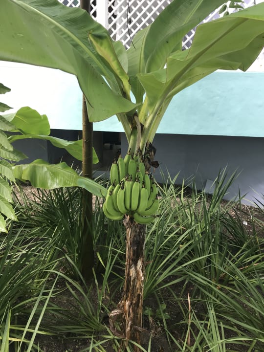 Gartenanlage Grand Paradise Playa Dorada