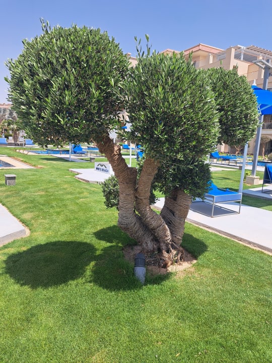 Gartenanlage Pickalbatros White Beach Resort - Hurghada