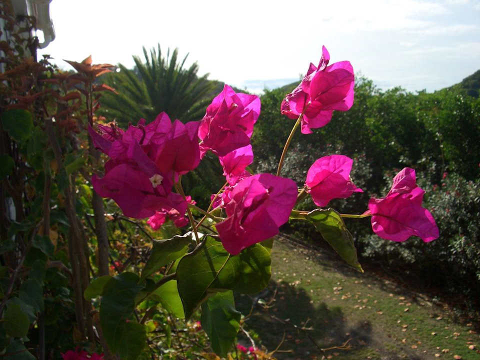 Schöne Blumen Hotel Coconut Beach Club
