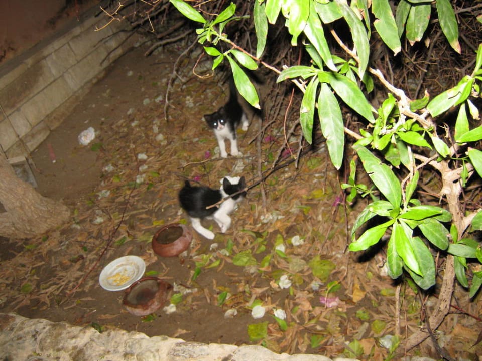 Katzenbabys Giftun Azur Resort