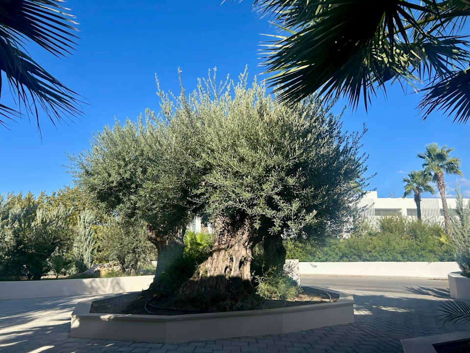 Gartenanlage White Dreams Resort & Anex