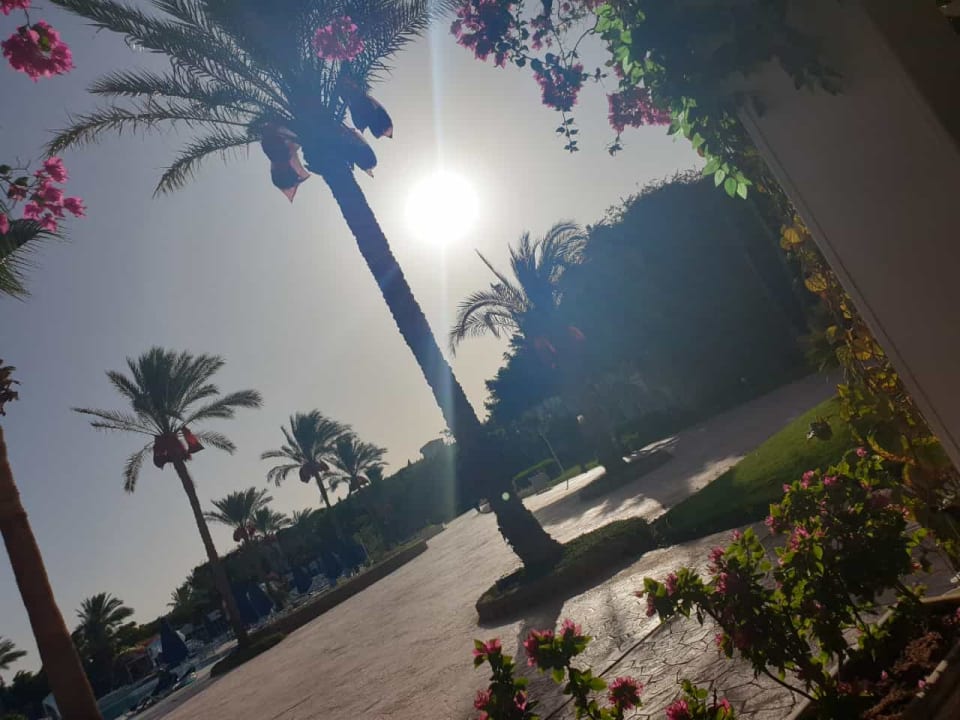 Gartenanlage Desert Rose