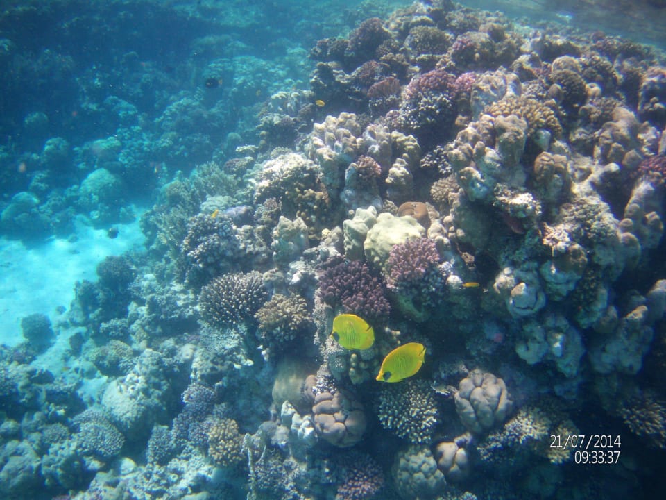 Hausriff Mövenpick Resort El Quseir