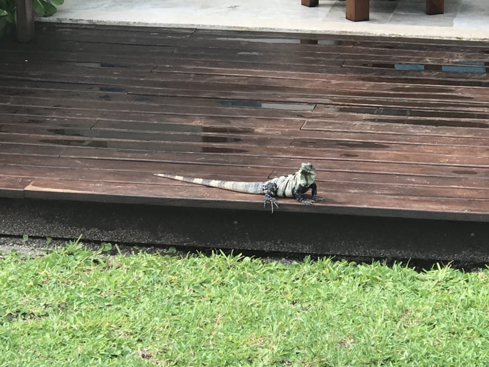 Gartenanlage Akumal Bay Beach & Wellness Resort