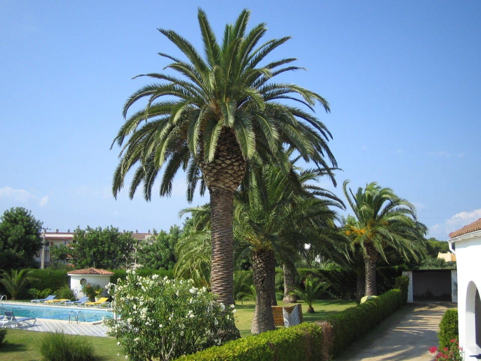 Garten, Palmen, Pool Bungalow Park Colibri