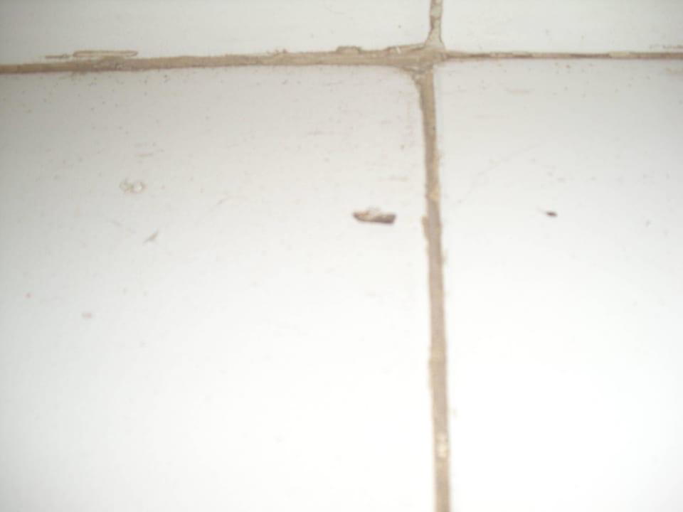 Motte lag 3 Tage auf dem Boden Desert Rose