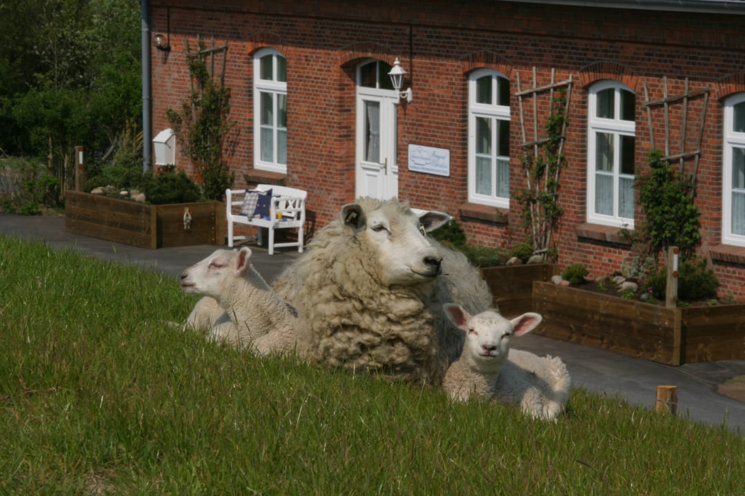 Sonstiges Ferienhaus Hemenswarft direkt an der Nordsee mit Meerblick