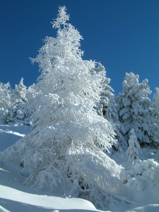 Ein Winterbaum Alpengasthof Moser
