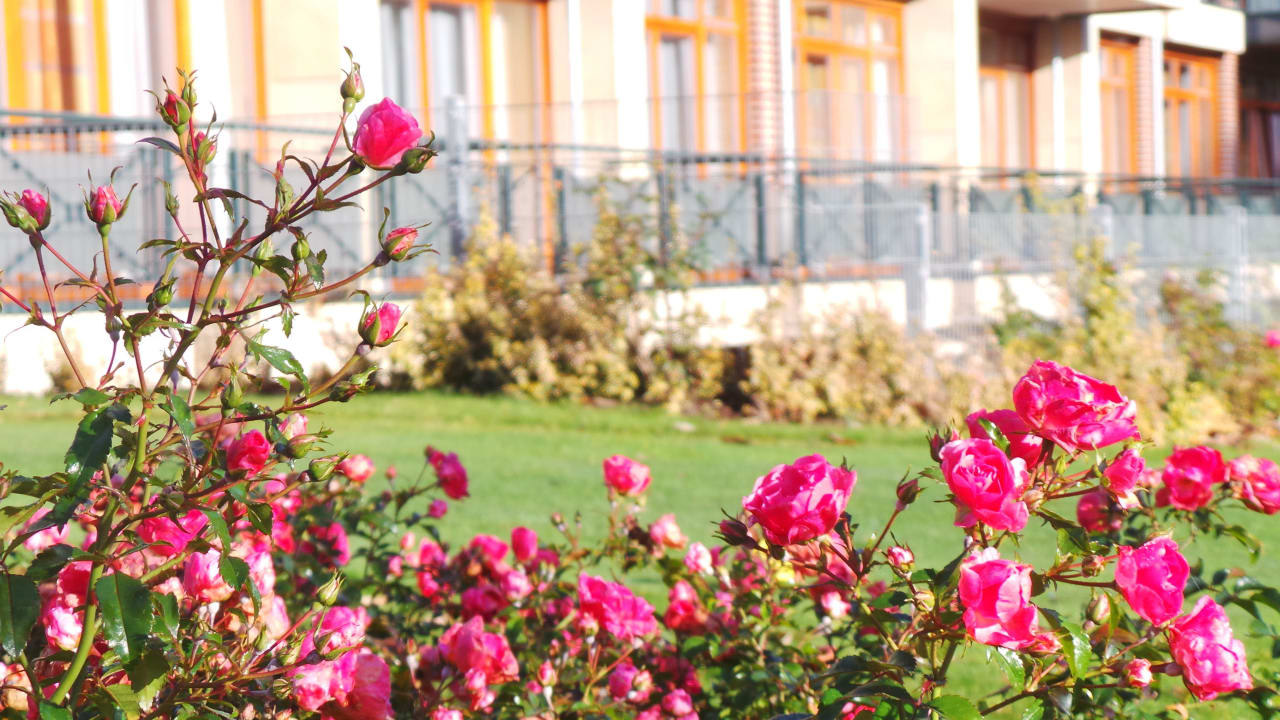 Novemberrosen  Jammertal Golf & SPA-Resort