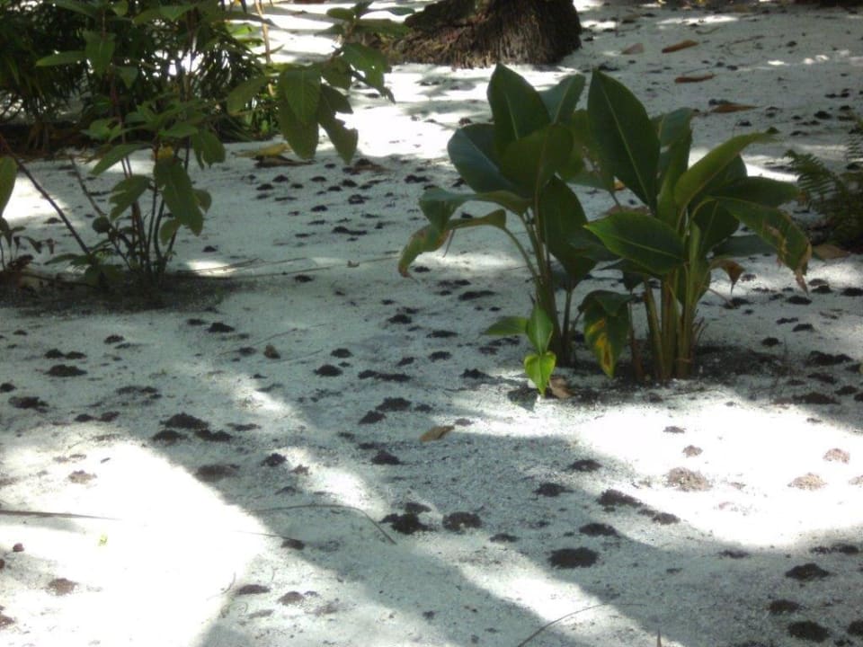 Ameisen Vilamendhoo Island Resort & Spa