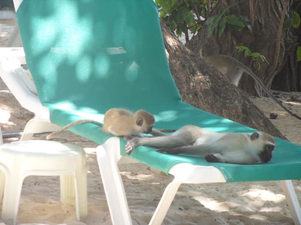 Ausreichend Liegen für alle Baobab Beach Resort & Spa