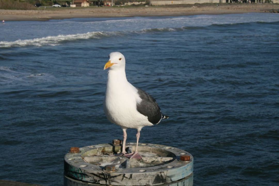Möwe am Ventura Pier am Hotel Crowne Plaza Ventura Beach