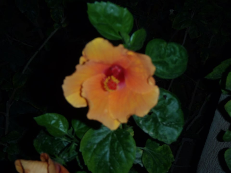 Blütenpracht Stella Beach Resort & Spa Makadi Bay