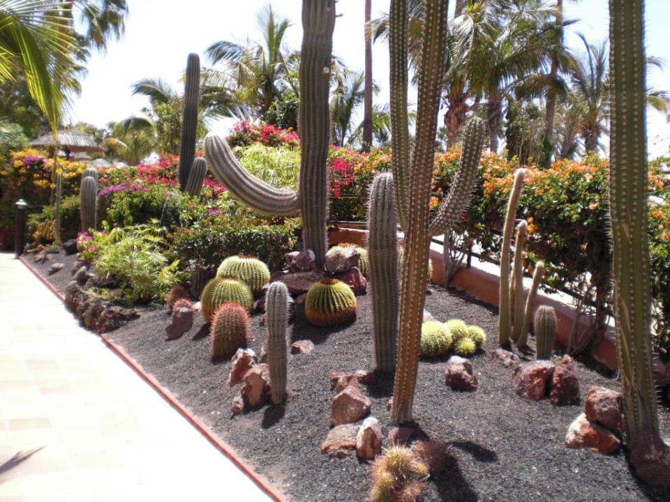 Toller Garten IFA Altamarena by Lopesan Hotels