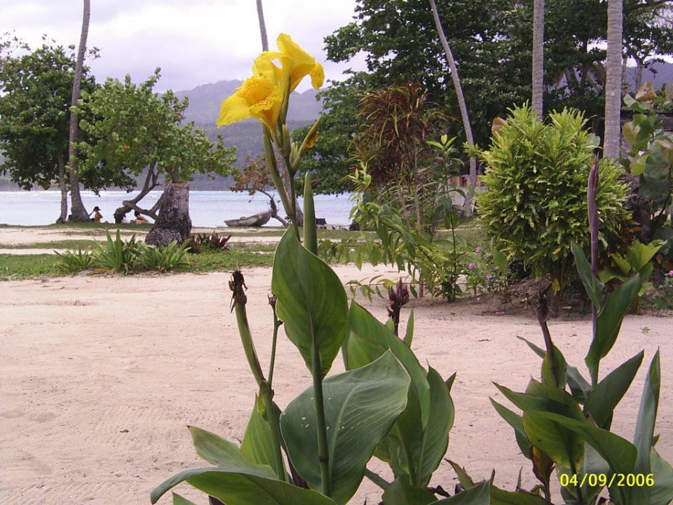 Blume Wyndham Alltra Samana