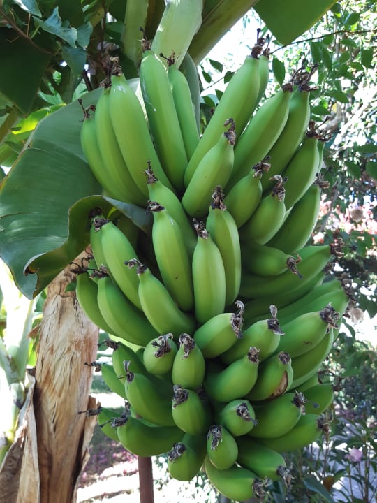 Gartenanlage Rubi Platinum Sign