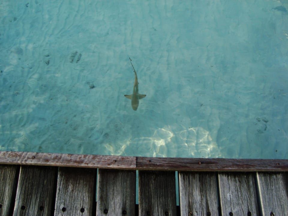 Ausblick Ellaidhoo Maldives by Cinnamon