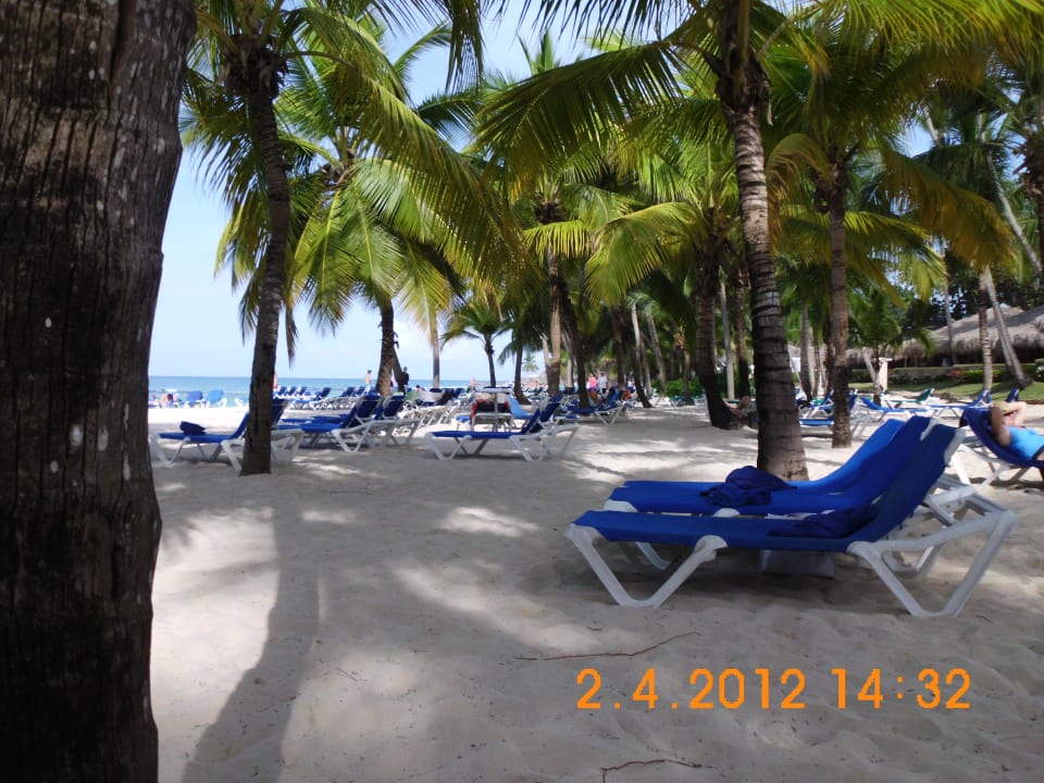 Palmen über Palmen so wurden Liegen reserviert Hotel Viva Dominicus Beach by Wyndham - All Inclusive Resort