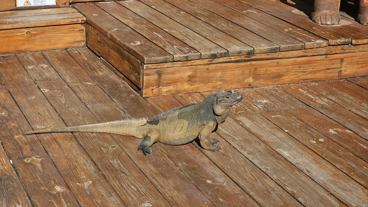 Gartenanlage Hotel Viva Dominicus Palace by Wyndham-All Inclusive Resort