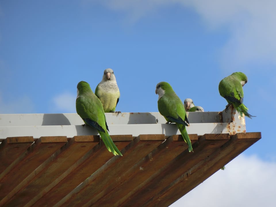 Sonstiges Servatur Alameda de Jandía
