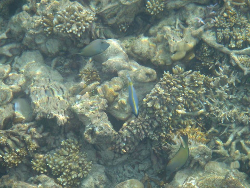 Fische vom Steg aus fotografriert W Maldives