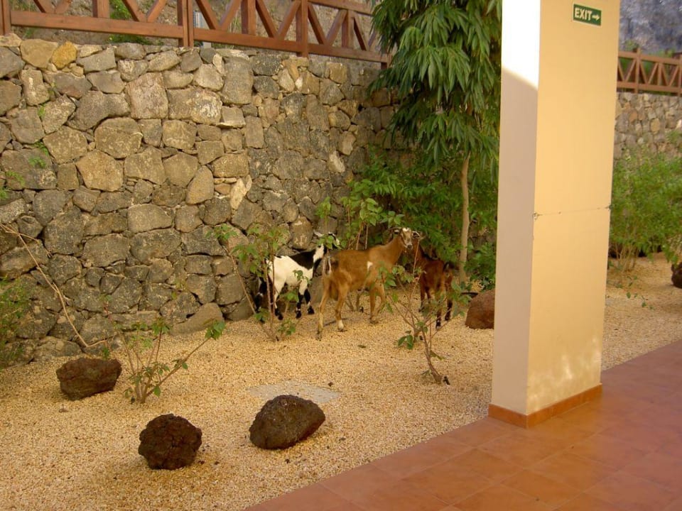 Haustiere Occidental Jandía Mar