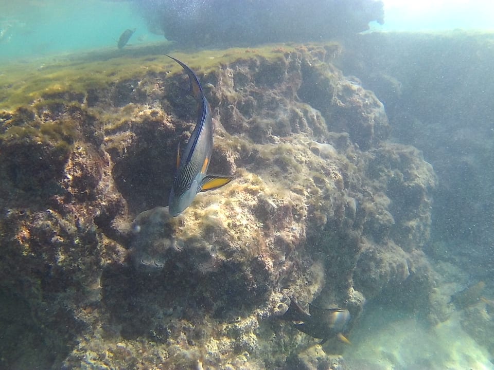 Strand Pickalbatros Citadel Resort