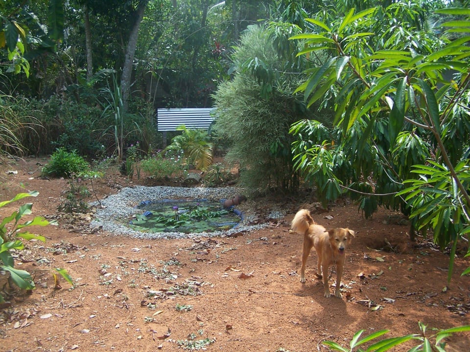 Teichanlage mit Hund  ELDC Dreamcatcher House