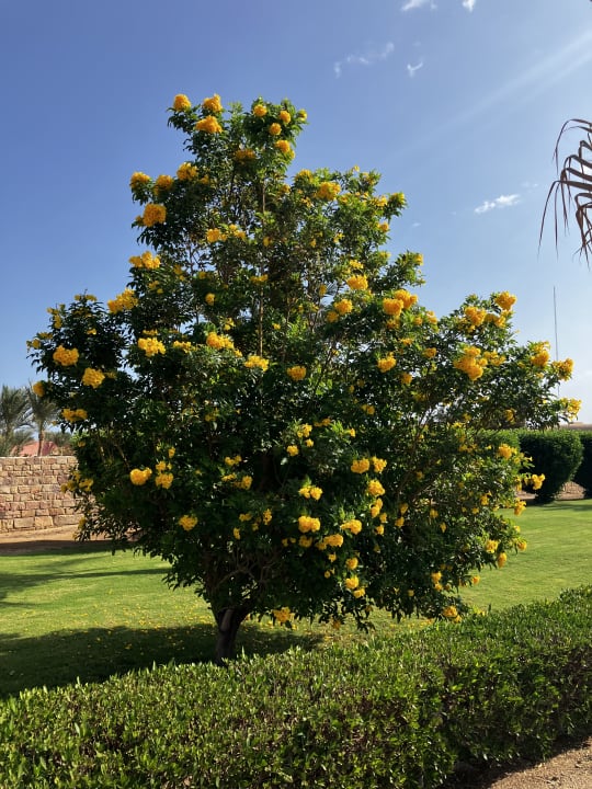 Gartenanlage Radisson Blu Resort, El Quseir