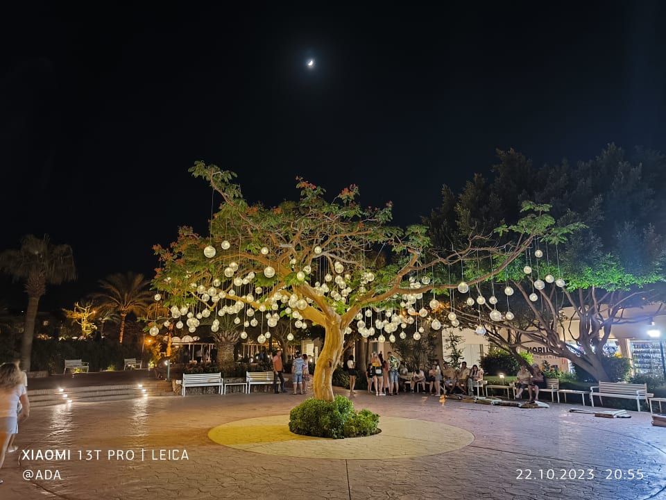 Gartenanlage Desert Rose