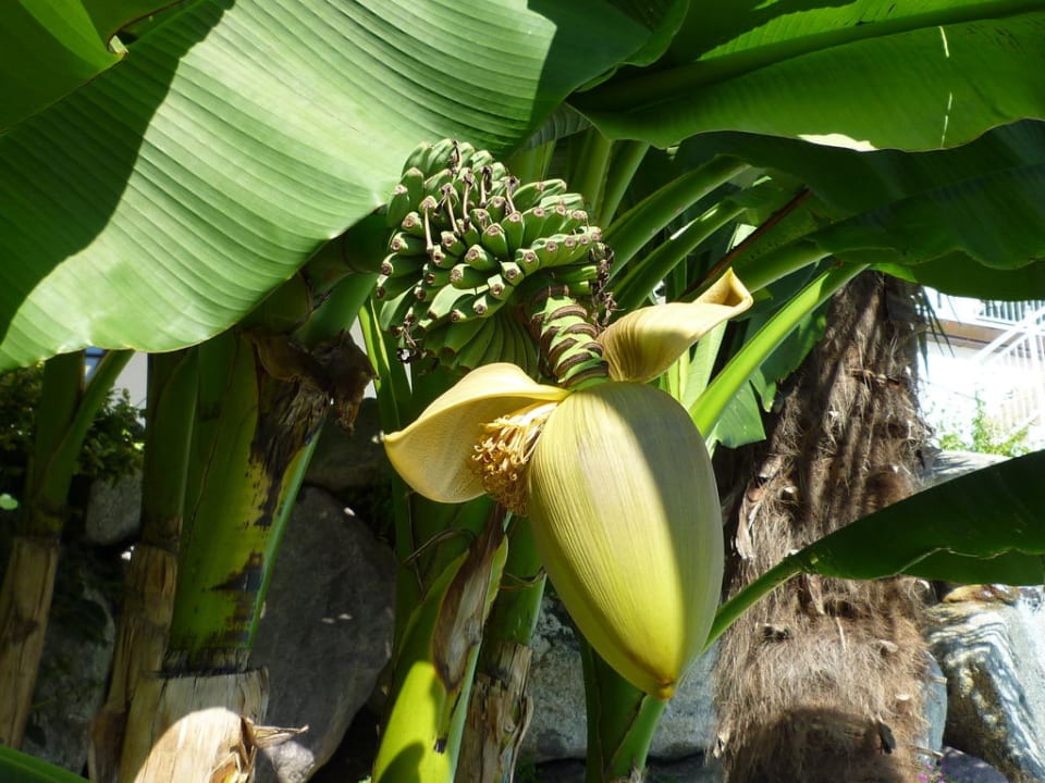 &quot;Bananenpflanze im Garten&quot; Hotel Grünwalderhof (Scena