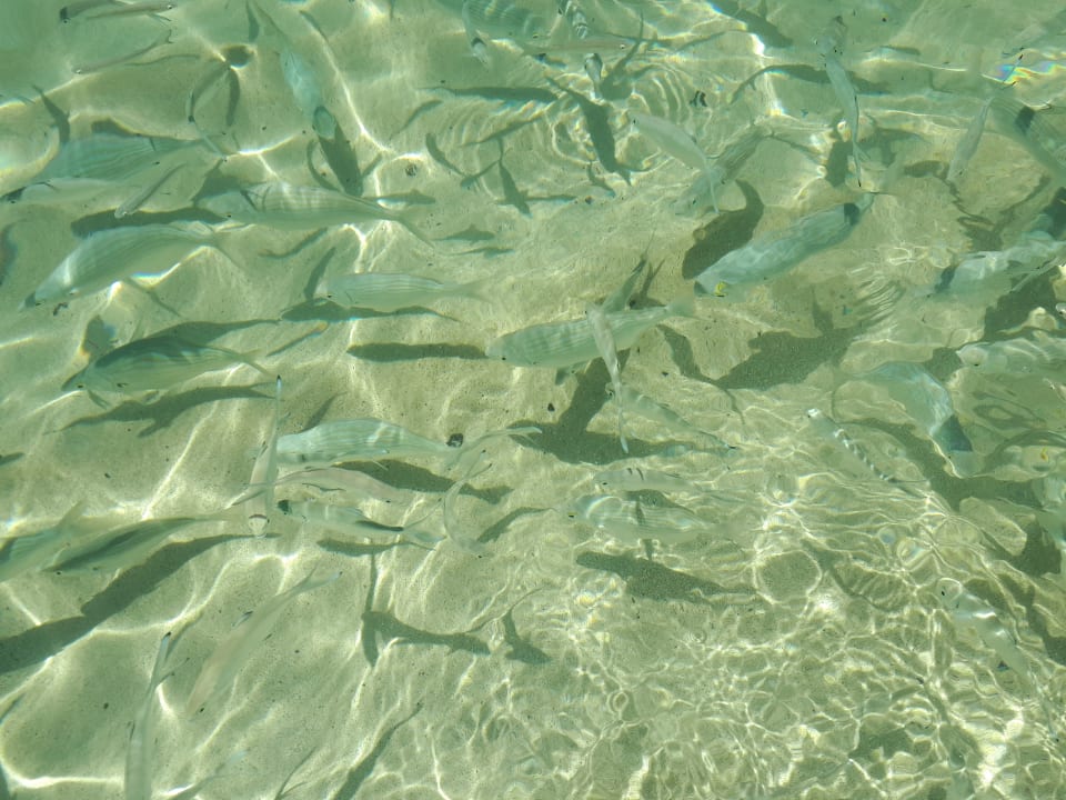 Sonstiges BLUESEA Jandia Luz