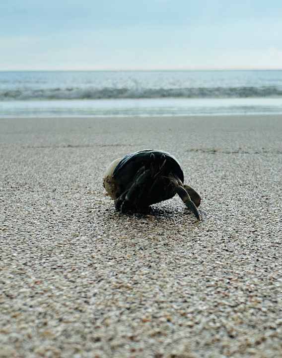 Strand Hotel Pimalai Resort & Spa