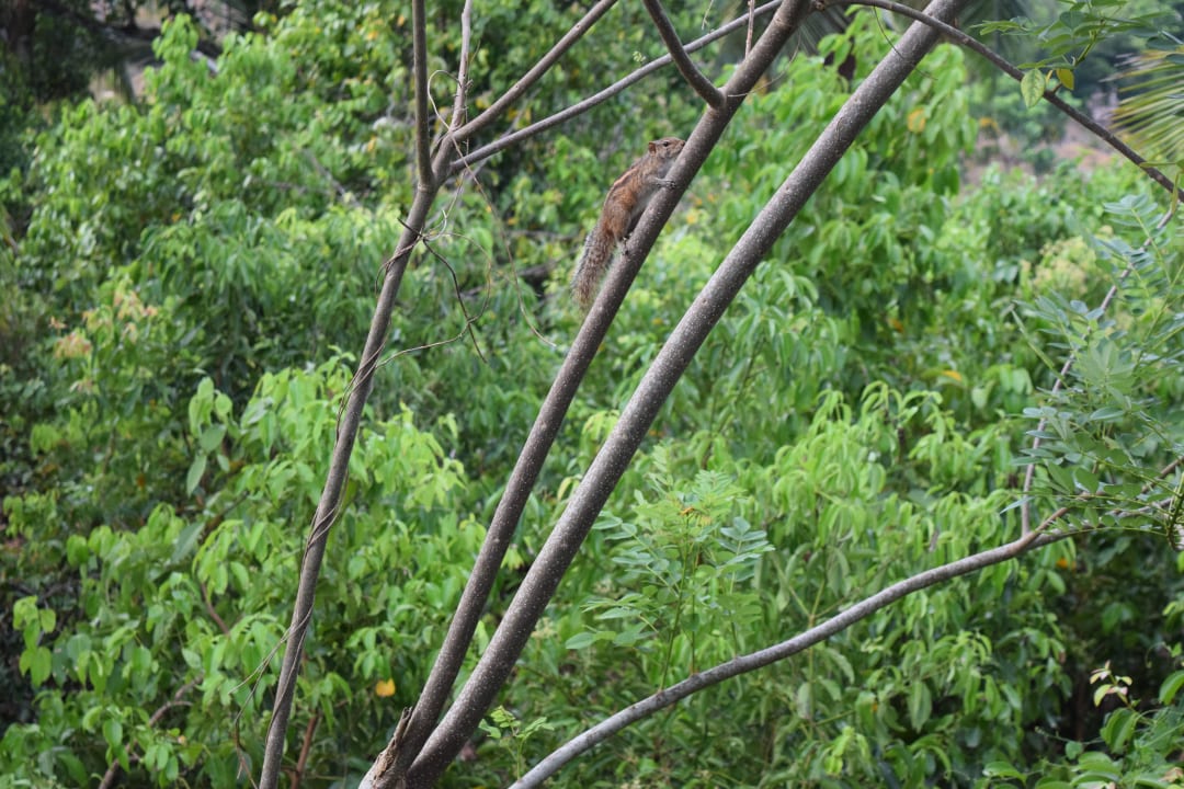 Streifenhörnchen Villa Safira Ayurveda Residence