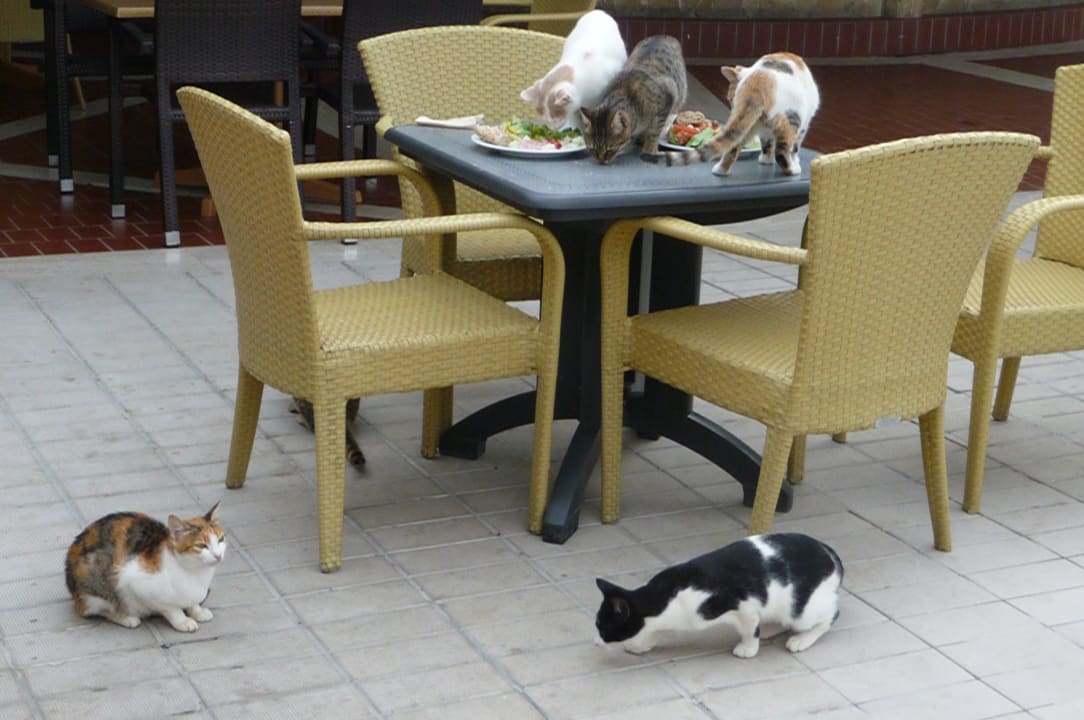 Katzen auf dem Tisch  Atlantica Aeneas Resort