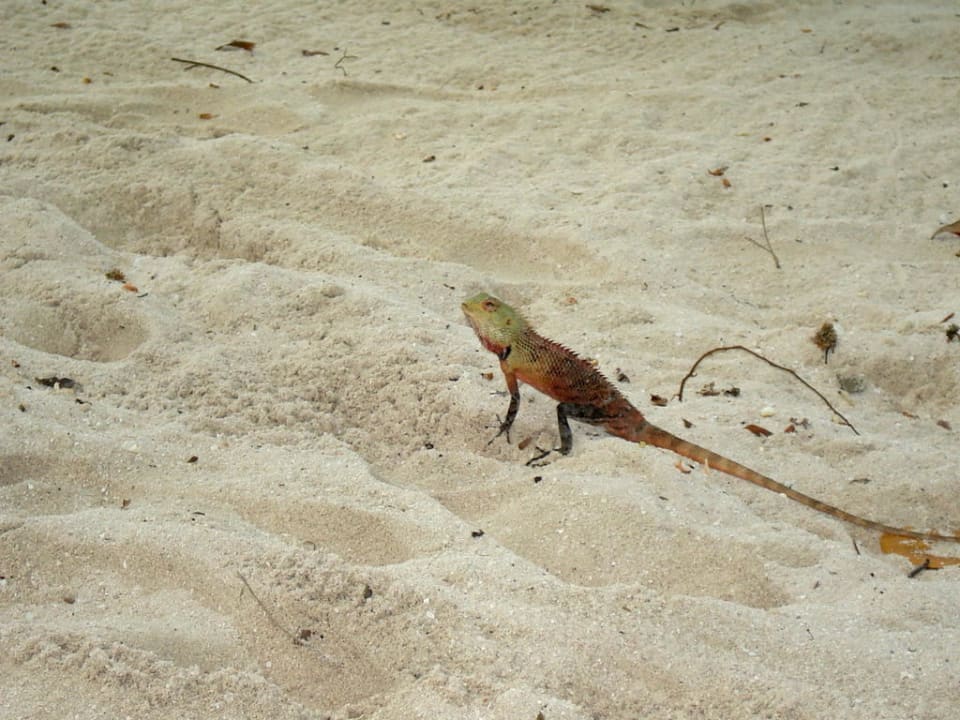 Eidechse auf Kuramathi Kuramathi Maldives