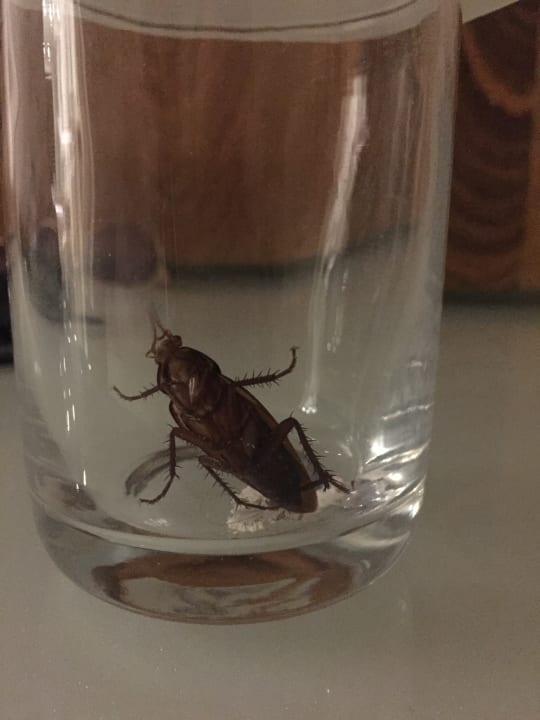 Zimmer Villas Bavaro Resort & Spa