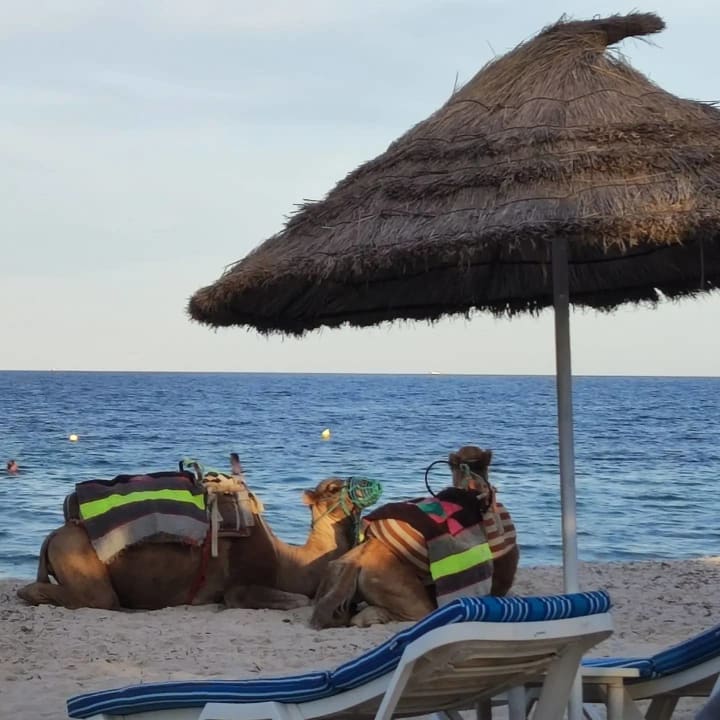 Strand Sentido Bellevue Park