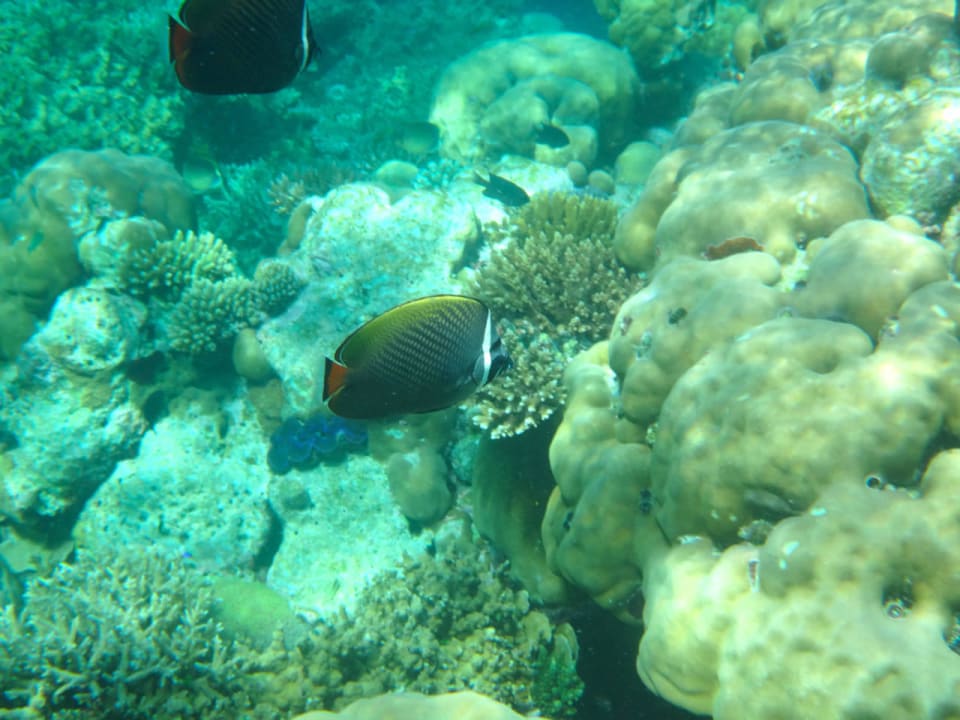 Korallen Cinnamon Hakuraa Huraa Maldives