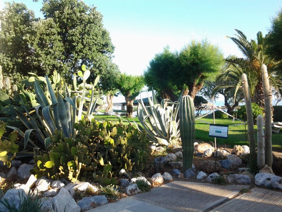 Kakteen-Bepflanzung Phãea Cretan Malia