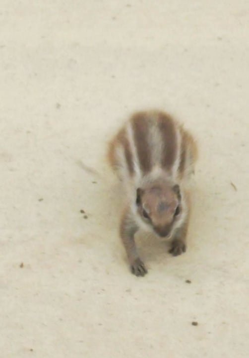 Überall: Streichelhörnchen SBH Hotel Taro Beach