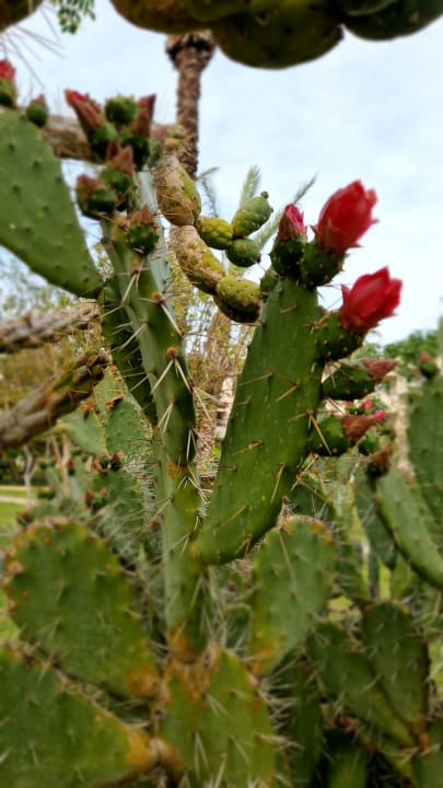 Gartenanlage Labranda Alantur Resort