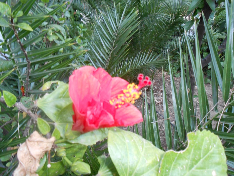 Ausblick Apollonia Beach Resort & Spa