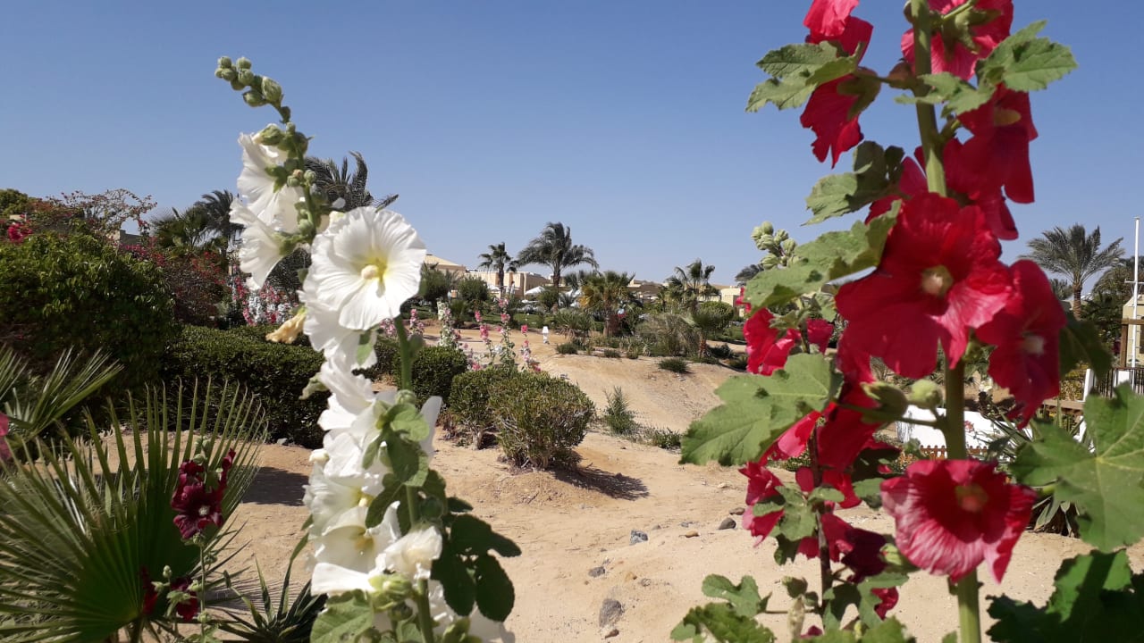Gartenanlage Three Corners Fayrouz Plaza Beach Resort