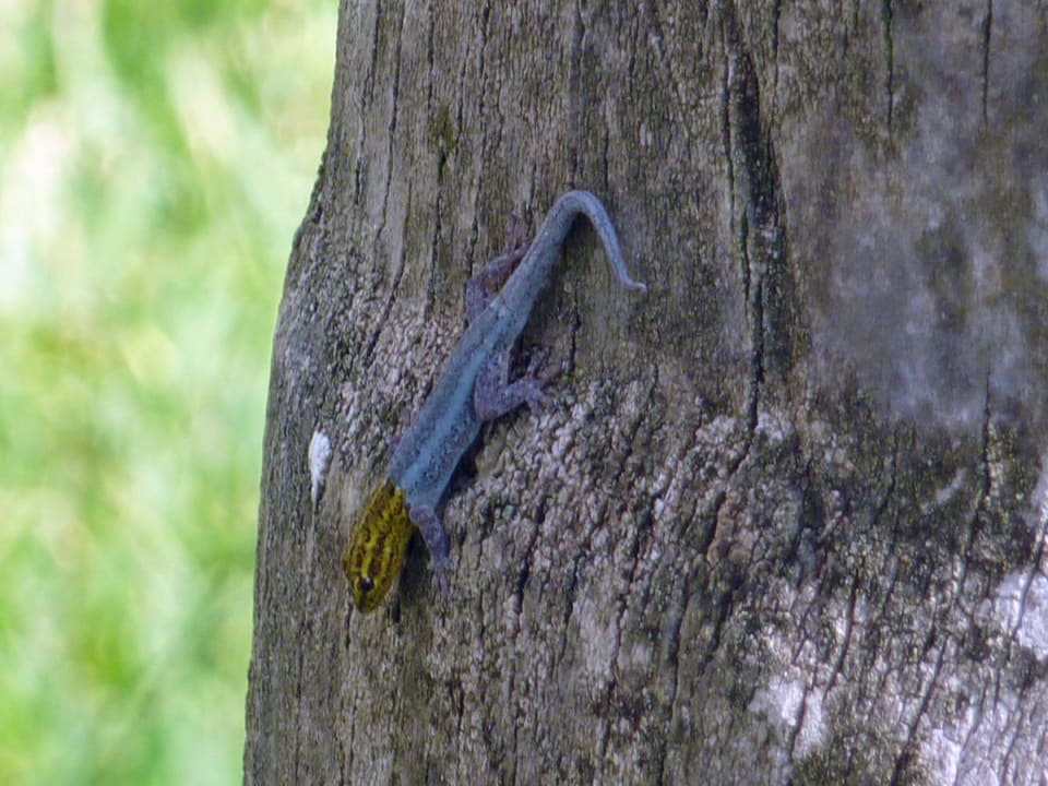 Exotische Haustiere Hotel Papillon Lagoon Reef